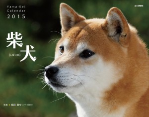 shiba