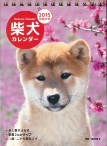 shibainu