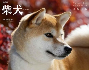 ２０１６年柴犬